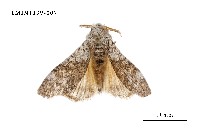 藏品(毒蛾科)的圖片